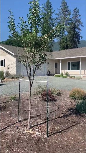 Orbit 62120 Garden Enforcer Motion Activated Sprinkler. Intitial setup and test.