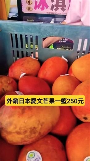 #ForeignSellingIrwinMangoesToJapanFor250NT$ #TainanYujingFruitMarket #mango #망고 #TaiwanMangoVideo...