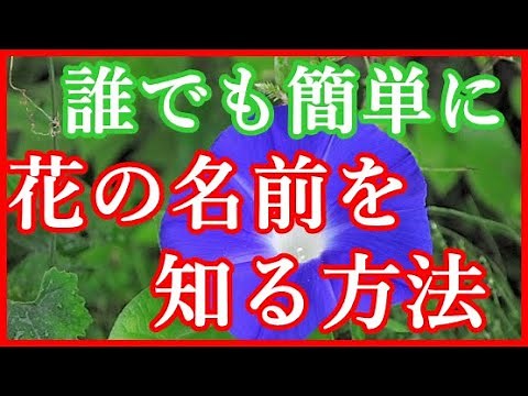 誰でも簡単に花の名前を知る方法