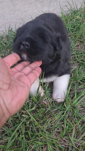 1.2K views · 18 reactions | Soon to be 3 week old american akita puppies on tomorrow!!! Eyes open and their trying to walk! How  cute | Allegra Williams Woods | Facebook