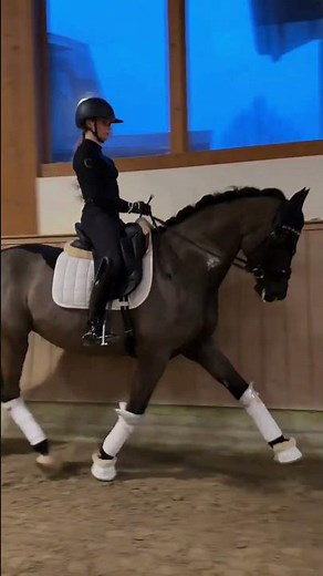 Erfolgreicher Trakehner: Dressur-Sieger mit Top-Noten & Allrounder-Herz | ID: 4762286