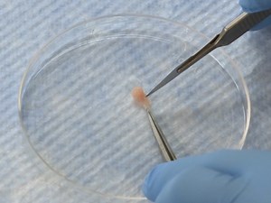 A Standardized Approach for Multispecies Purification of Mammalian Male Germ Cells by Mechanical Tissue Dissociation and Flow Cytometry