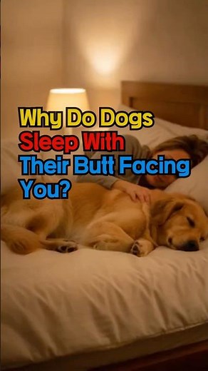 Why Do Dogs Sleep With Their Butt Facing You?