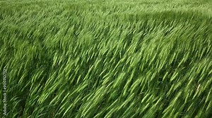 Bright green summer wheat blowing in the wind in a farmer’s field. As the wheat moves it creates wave like patterns. Only the plants are included in the clip.