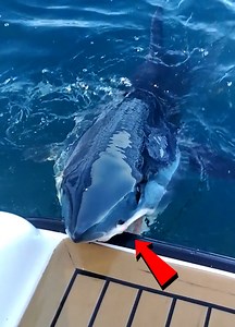 4.3K views · 39 reactions | Beneath the Surface Lies Terror  | Queen of my own castle | Facebook