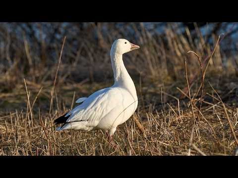 The Magic of Migration