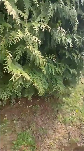 Proper soil decompaction and nutrient injection ensure these trees stay healthy and vibrant all year