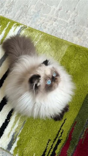 #Persian #Himalayan #Sealpoint #Colorpoint