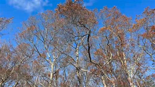 1.4K views · 26 reactions | How to cut a branch 40 feet high without leaving the ground: It's called a "High Limb Rope Saw." And yes, it landed on one of my rock walls. | Jim Vaglica | Facebook