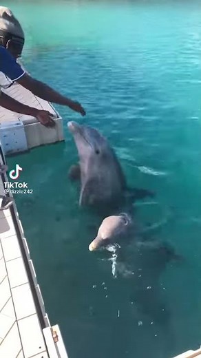 Beautiful Dolphins playing with humans