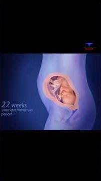 fetus development / 40 weeks of pregnancy || #medical