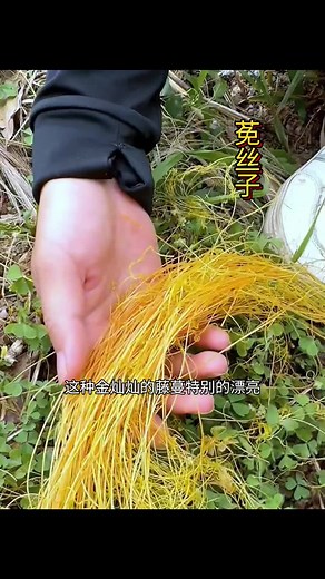 民间草药 on TikTok