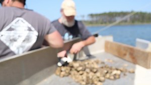 Oysters are a delicacy that North Carolina is known for. You can get oysters year-round at Lighthouse Shoal Oyster Company located in Merritt. How do you like your oysters? We like them local! #NCCaught #GotToBeNC #NCOysters #Oysters #LightHouseShoal #NCAgriculture | N.C. Department of Agriculture and Consumer Services