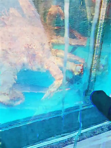 Exploring Trippy Crab Species and Unique Nature