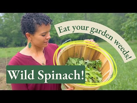 Lamb's Quarter! How to Identify & Harvest Wild Spinach
