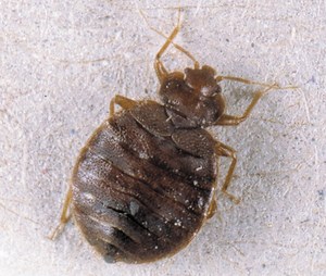 Services Gooch Pest Control, Pest Control Cheltenham