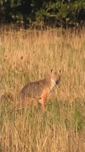 🐺 Deadly Wolf Hunting in Deep Forest | Real Action