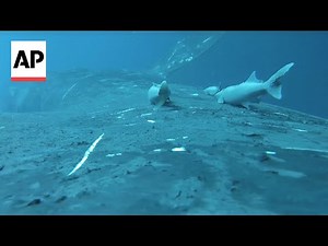 Rare video shows sucker fish hitching rides on humpback whales