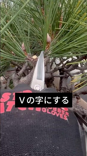 松の剪定を【習い】松の剪定を【倣う】#庭師