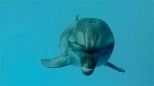 YouTube TV NFL Sunday Ticket TV Spot, 'This Dolphin: Starting at $174'