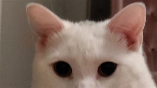me and my kitten (@robinbeerman)’s videos with It's so Cute (Skit) - Corpse Circus