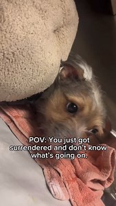 10K views · 5.3K reactions | They didn’t choose to be here but you can choose to help. Foster or adopt and be the reason a shelter dog feels safe, loved, and hopeful again. | Miami-Dade Animal Services | Facebook