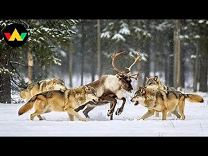 Wolf Documentary | The Ultimate Battle For Survival In The Frozen Wild | Wildlife Documentary