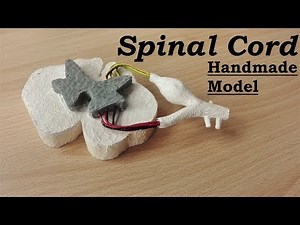 How to make Spinal Cord Model | 3d thermocol/Styrofoam carving