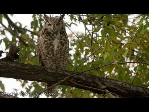 2 Great Horned Owls Hooting At Night (audio only)