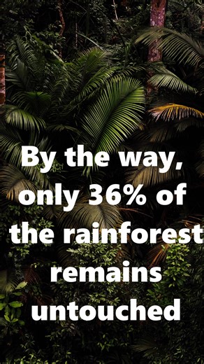 We’re losing SO MUCH rainforest #rainforest #environment #deforestation #environment It’s up to us to save it. By reducing our our reliance on resources that come from the rainforest and doing healthy practices like recycling and using less paper, we can help to protect that special environment.