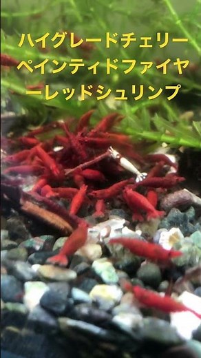 【驚愕の赤さ】ハイグレードチェリーシュリンプのペインティドファイヤーレッドシュリンプ