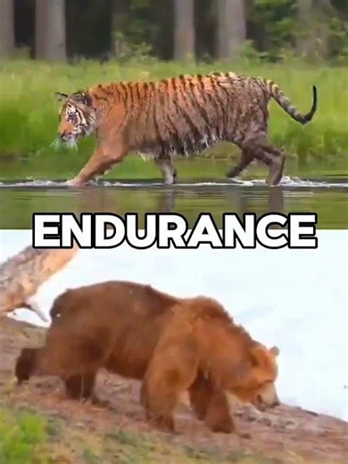 Bengal Tiger vs Grizzly Bear #bengaltiger #grizzlybear
