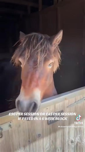 Saturday Pony Experience can be either a 1 or 3 hour session, a chance to be up close with the horses, groom, play and have a short ride. Sunday club is a 3 hour horse and stable management session for adults and children wanting to gain confidence around horses. Please message 07853971548 or Email stowfordridingcentre@gmail.com for more details, we can't wait to see you! | Stowford Farm Riding Centre