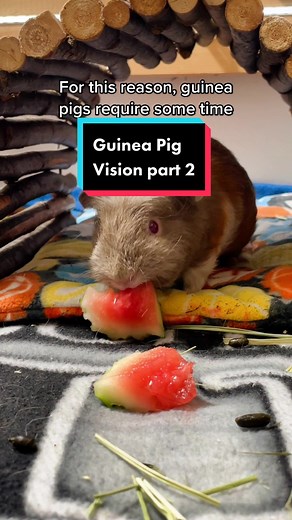 Understanding How Guinea Pigs Recognize Shapes