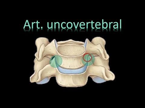 🦵Uncovertebral/Luschka joint (Cervical Regional Joints) - Vertebral Column - Anatomy