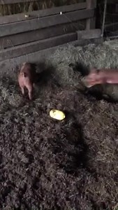 15K views · 261 reactions | While we work to get our site back up and running today, check out this video of some pigs playing and eating from one of our farm visits last fall! | Hobby Farms | Facebook