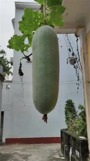 Even though they are very small, they are sharp enough to puncture your skin #microscope #ohmygodmicroscope