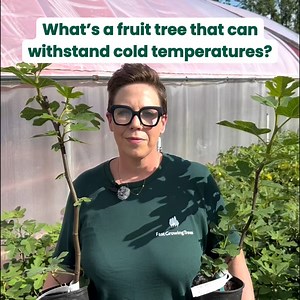 21K views · 22 reactions | Self-fertile and cold-hardy, this tree delivers figs without needing a warm climate. | Fast Growing Trees | Facebook