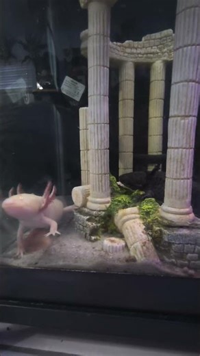 clean water + clean glass = happy axolotl
