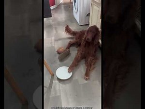 Must-Watch Funny Dogs 😂🐶 | The Best Dog Moments You Can’t Miss!