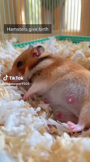 Hamster Babies: Litter Size & Newborn Care