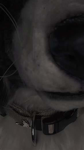 "you make me feel Like a .. HERO!" // #BorderCollie #Nothing #furry #f...