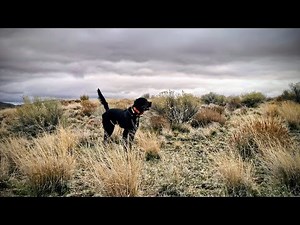 Chukar Hunting | Chukar Camp: Days 1-2