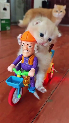 Is it your favorite cute kitten? Little Cutie is so musical. #cat #cats #cute #kitten