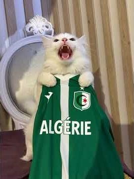 Mon chat #AI#drol#
