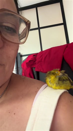 Estuvo tan agotado esta semana que no aguantó.. y tuvo que dormirse está siesta #pichon #aves #bird #avesargentinas #jilguero