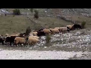 (18) "ΟΙ ΚΤΗΝΟΤΡΟΦΟΙ ΤΟΥ ΞΗΡΟΒΟΥΝΙΟΥ" (3) .mp4