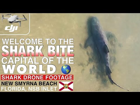 Shark Drone Footage At Shark Bite Capital Of The World, New Smyrna Beach, FL. Shark Aerial View. NSB