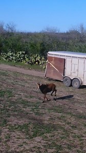 Think sable are just known for their striking horns? There’s more to the story. 🦌🔥 Sable are hardy, intelligent, and potentially one of the most lucrative additions in exotic livestock operations. Across Texas, Florida, and beyond, ranchers are integrating sable to strengthen land productivity and unlock real business advantages. When your breeding business is structured correctly, the infrastructure, equipment and exotic livestock themselves can function as tax-deductible business equipment, 