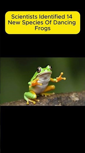 Dancing Frogs: Nature’s Broadway Performers! #DancingFrogs #WildlifeFacts #AmazingAnimals